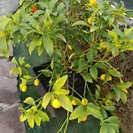 La Cascina Del Borgo * Riccò del Golfo di Spezia