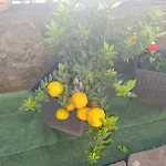 Daire La Cascina Del Borgo Riccò del Golfo di Spezia