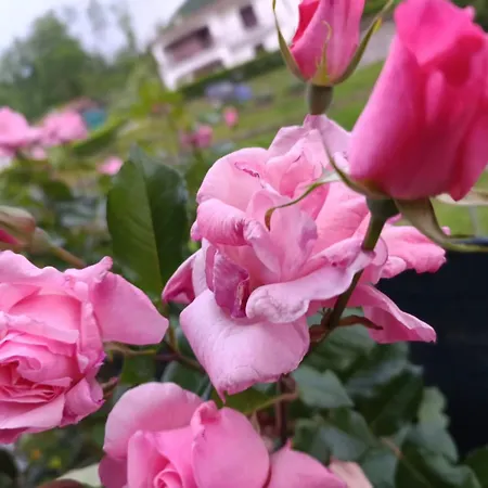 Apartamento La Cascina Del Borgo *