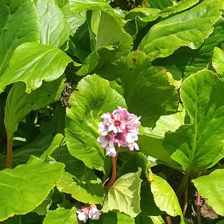 La Cascina Del Borgo