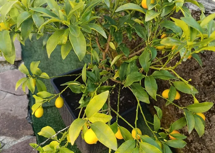 La Cascina Del Borgo * Riccò del Golfo di Spezia